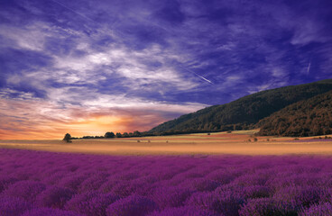 Beautiful Tranquil Nature Background.Amazing Lavender Flowers.Sunset Art Design.Creative Photography.Conceptual Photo.Artistic Wallpaper.Violet Color.Blooming Lavender Field.Blue Sky.Summer Landscape.