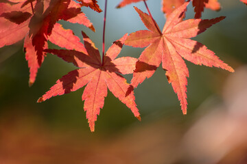 美しく秋色に染まったもみじの葉
