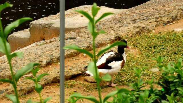 Mykolaiv / Ukraine - 07.13.2020 One black white duck walking around and searching for food.