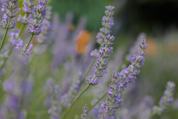 Lavendelblüten 