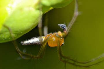 Lynx spider perching under longan fruit 