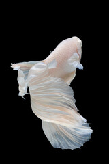 White betta fish moving moment beautiful fancy halfmoon betta, fighting fish, siam betta fish on black background.