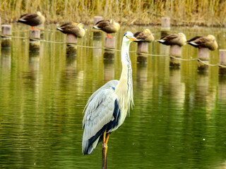 大型の野鳥、アオサギのアップ