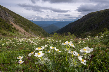 White flowers on the background of the Khamar-Daban mountains