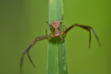 Crab spider on a leaf