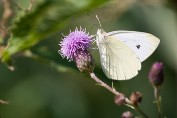 Kleiner Kohlweißling (pieris rapae)