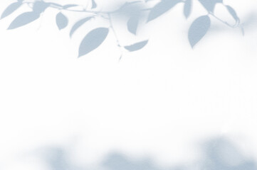 Abstract background of shadows leaves on a white wall. White and Black.