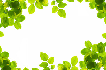Green leaves frame isolated on white background.