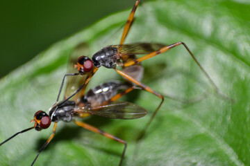 Couple of Stilt-legged fly mating in nature 