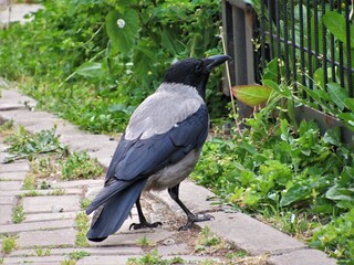 Hooded Crow