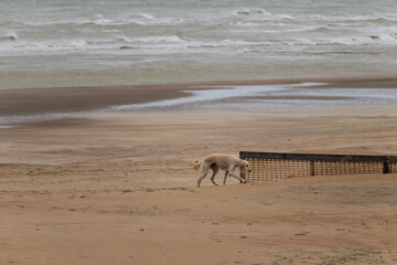 A Persian greyhound approaches a barrier half buried in the sand of the beach with the waves of the sea on the sand in the background.