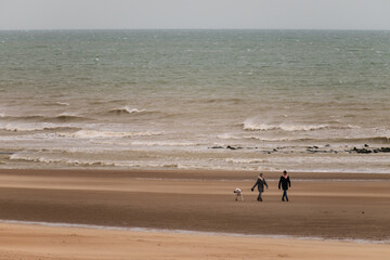 A couple walks with a pit bull dog with a muzzle on the beach while the waves break with some violence in the sand.