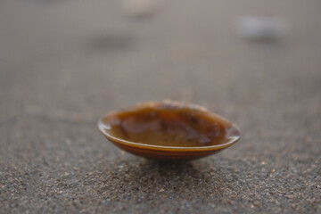 shell