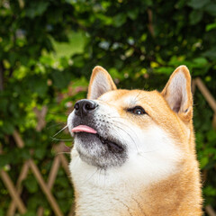 Shiba inu dog in closeup, looking up to the master.