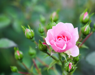 Soft pink rose Bonica with buds in the garden. Perfect for background of greeting cards for birthday, Valentine's Day and Mother's Day