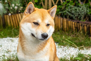 Naklejka na ściany i meble Shiba inu dog in closeup, looking to the side. He looks sad.