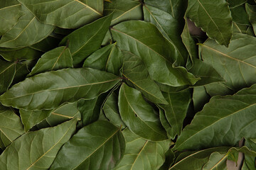 Fototapeta premium Dried Laurel leaves texture background. Top view. Cooking background.