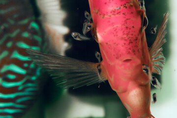 Paletak / Dyskowiec - ryba akwariowa z młodymi na skórze