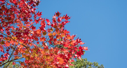 眩しいほどの赤に染まった秋のもみじ