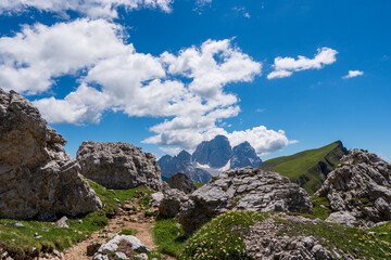 Mountain flowers in spring, dolomite italy