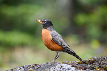 robin on a rock