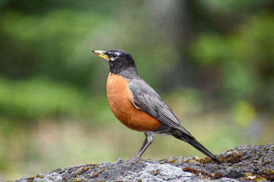 robin on a rock