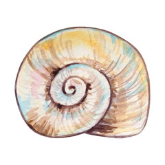 Obraz premium watercolor sea round underwater shell hand drawn pink