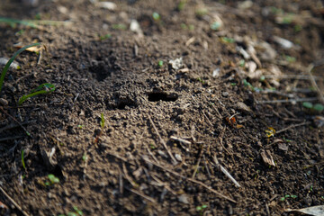 Anthill in sunlight, house of insects