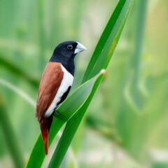 Tricoloured Munia peacefully waiting to hunt his food.