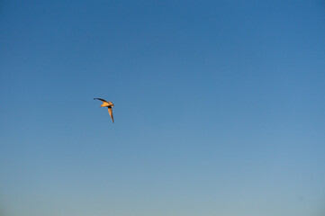 flying seagull in the sky