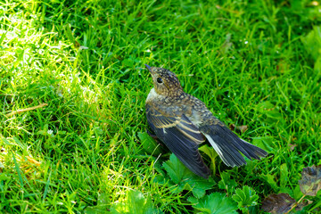 Catbird chick fell out of the nest and is hiding from predators
