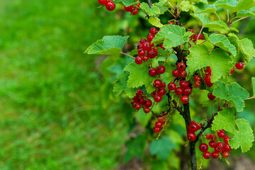 Currant bush with red berries on a lawn background with copy space