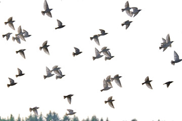 Flying pigeons. Flock, flight of birds. Free birds isolated on a white background