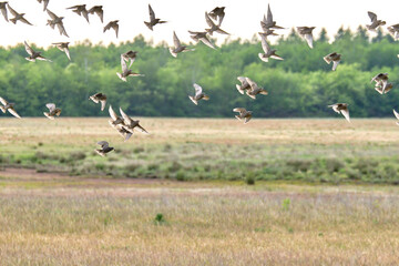 Flying pigeons. Flock, flight of birds. Free birds partially isolated on a white background, trees in the back