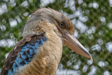 Blue-winged kookaburra, bird sitting on a branch. Wildlife, bird watching