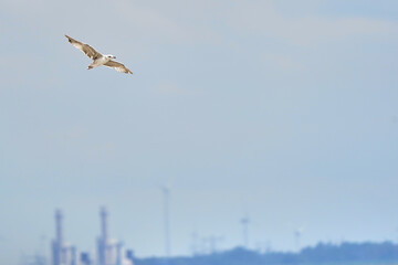 Beautiful white seagull flying against the blue sky and white clouds, freedom and flight concept