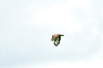 One common buzzard bird, bird of pray, buteo buteo, in flight against a white blue sky