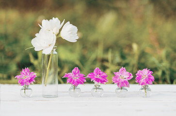 flowers on wooden background.beautiful flowers of gelichrysum. outdors in village, sunset in the evening, sunlight. The concept of individuality is out of the box, not like everyone else.