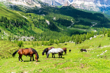 Fototapeta na wymiar Brown horses graze in the mountains. Herd of horses grazing on a green meadow on the mountain slope, dolomites italy