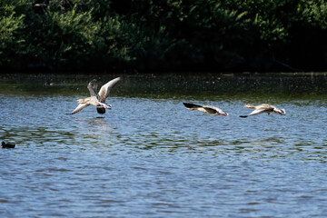A group of gray geese, dark gray-brown goose, flying above the water