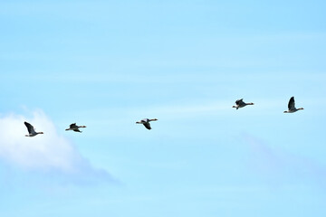 A group of gray geese, dark gray-brown goose, flying against a fresh blue sky