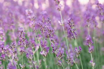 Fototapeta premium Lavender bushes flower field background. Harvesting of lavender Flowers in lavender fields in Provence region of France. Violet flower lavand Closeup Selective focus