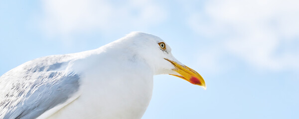 A seagull sits against the blue sky in the sun, Wide long cover or banner