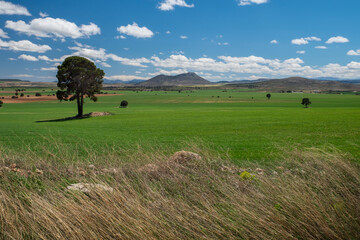 Obraz premium Landscape with a tree in the field on a background of mountains