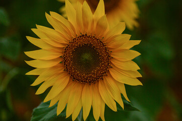 Sunflower wallpaper