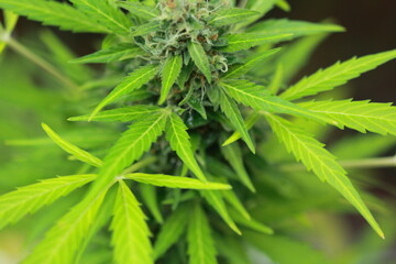 Marihuana Hemp Canabis plant detail