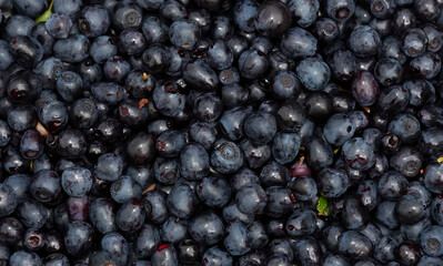 Freshly picked blueberries close up