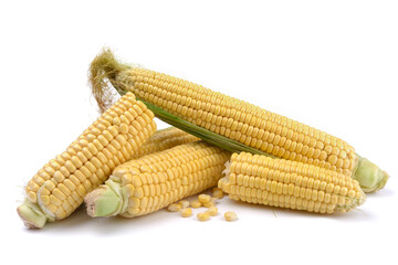 Fresh yellow ears of sweet dessert corn on a white background, close-up.horizontal view