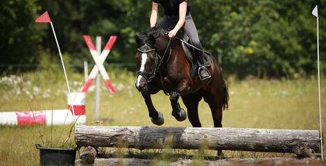 Horse black versatility, in the jump of a terrain obstacle..