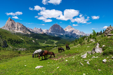 Fototapeta na wymiar Free wild horses in summer, in the Alps
